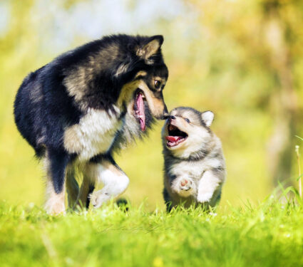 Happy,Dog,Family,Which,Fears,Neither,Woe,Nor,Trouble,And