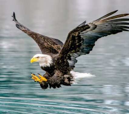 Endangered-Species-Act.jpg