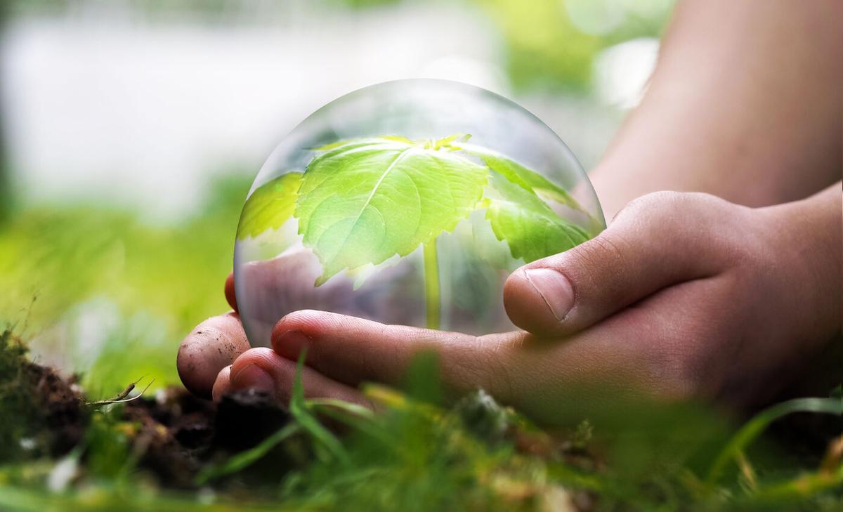 Plants use a ‘trojan horse’ defense to fight mold infestations