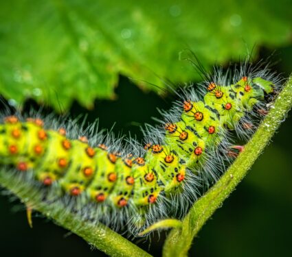 Insect-larvae.jpg