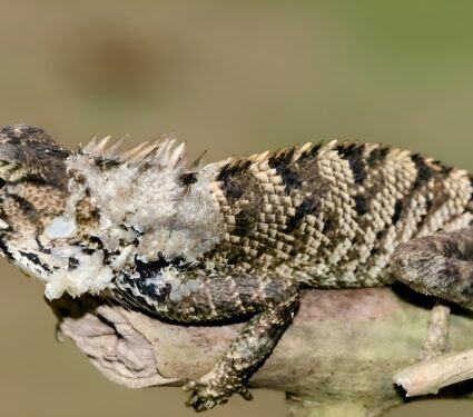 Calotes-wangi.jpg