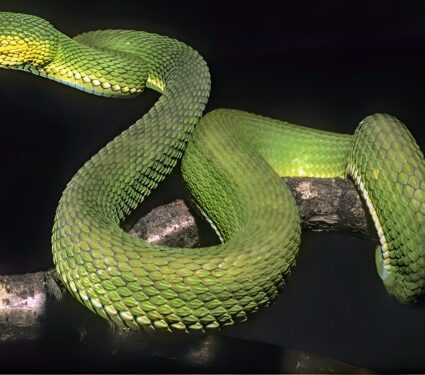 Pit-viper.jpg