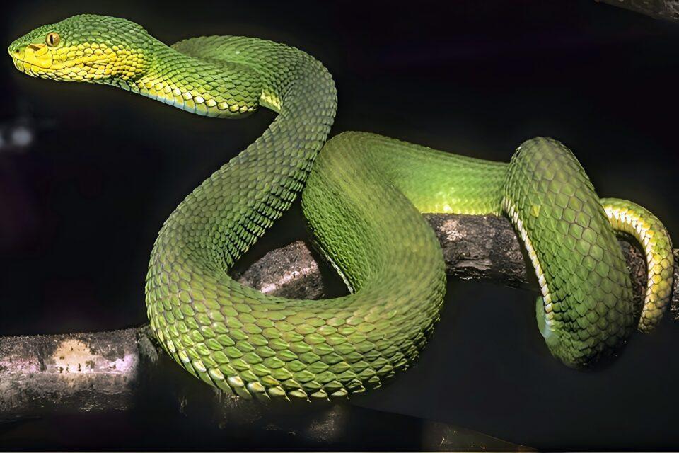 New species of pit viper discovered in Myanmar