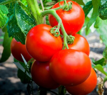 Tomato-plants.jpg