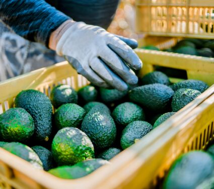 The-Avocado-Debate.jpg