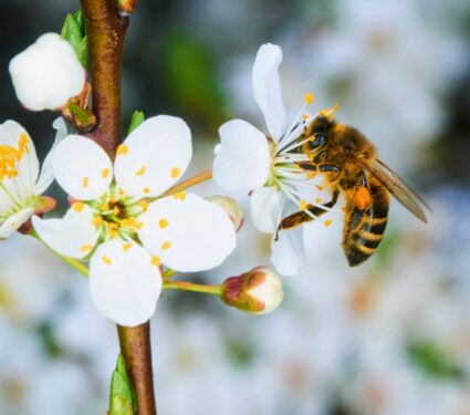 Honey-production.jpg