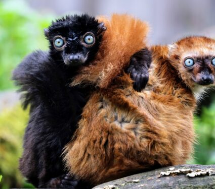 Primate-pairs.jpg