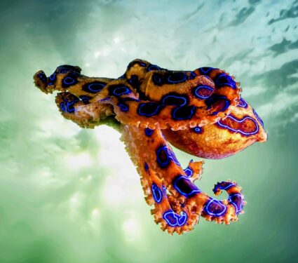 Blue-ringed-octopus.jpg