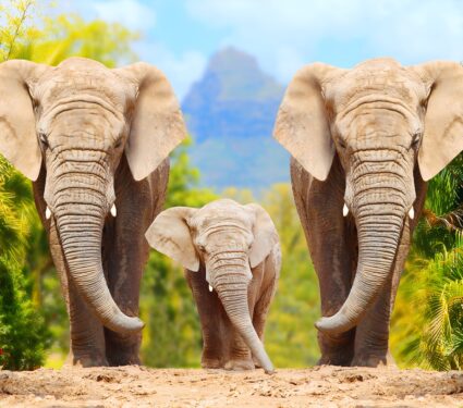 African-savanna-elephants.jpg