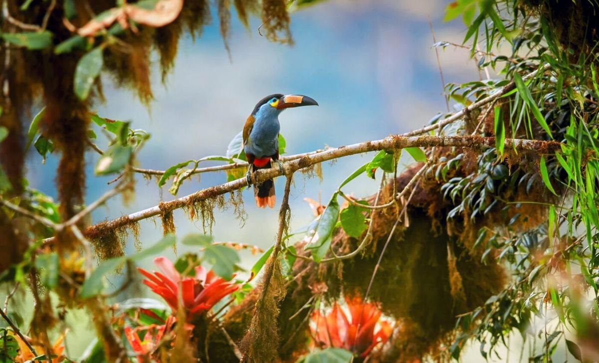 Montane bird communities are transformed by logging and climate