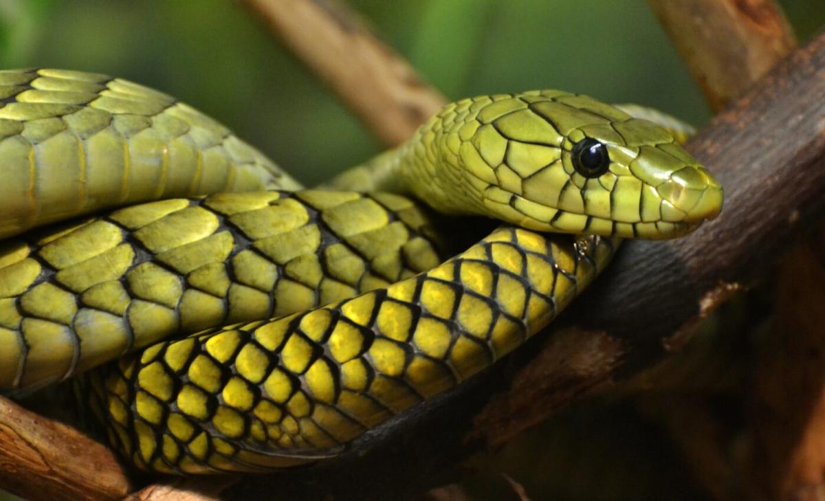 Snake venom may be key to treating high blood pressure