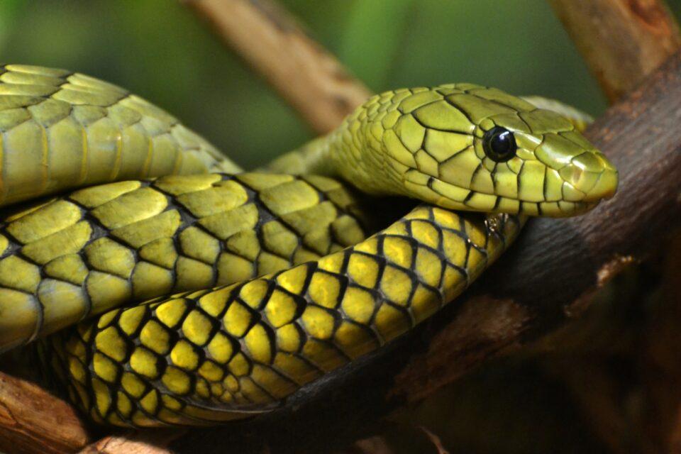 Snake venom may be key to treating high blood pressure