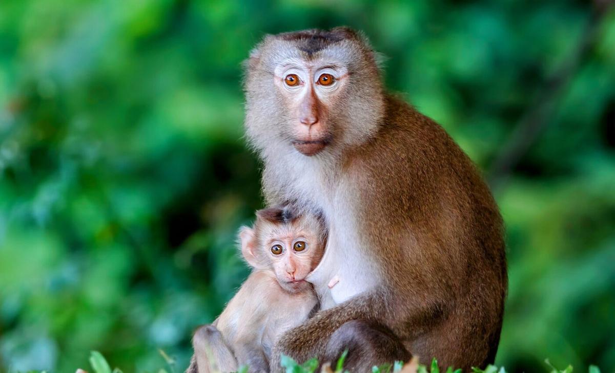 Lethal attraction: Plantations are deadly for infant primates 