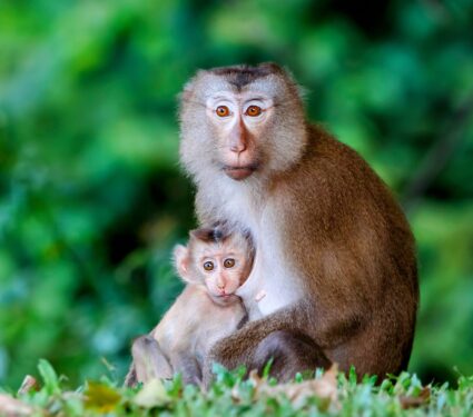 Infant-primates.jpg