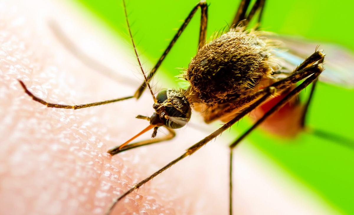 Bad news – mosquitoes prefer heat and actually thrive in the warming climate