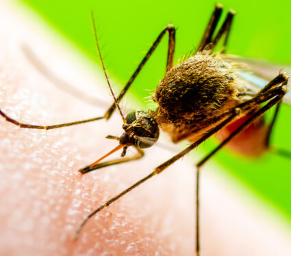 Malaria,Infectious,Mosquito,Bite,On,Green,Background.,Leishmaniasis,,Encephalitis,,Yellow