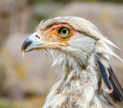 African-raptors-1.jpg