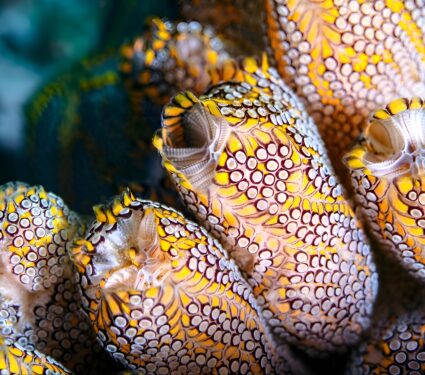 Sea-squirts.jpg
