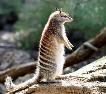 Numbat.jpg