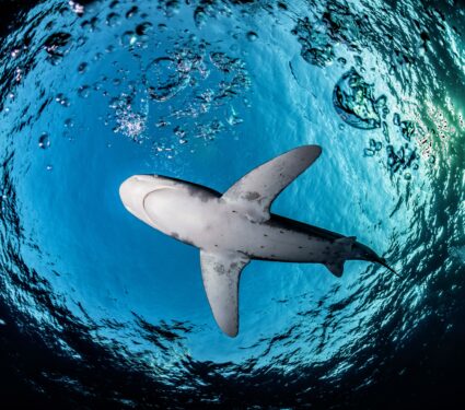 Shark-mortality.jpg