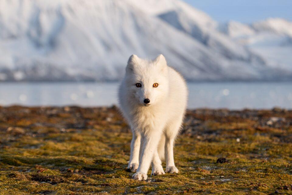 Study reveals new clues about rapid Arctic warming