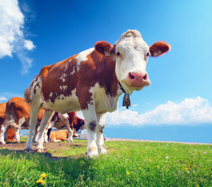 Smiling,Cow,Grazing,On,A,Green,Meadow,At,Sunny,Day