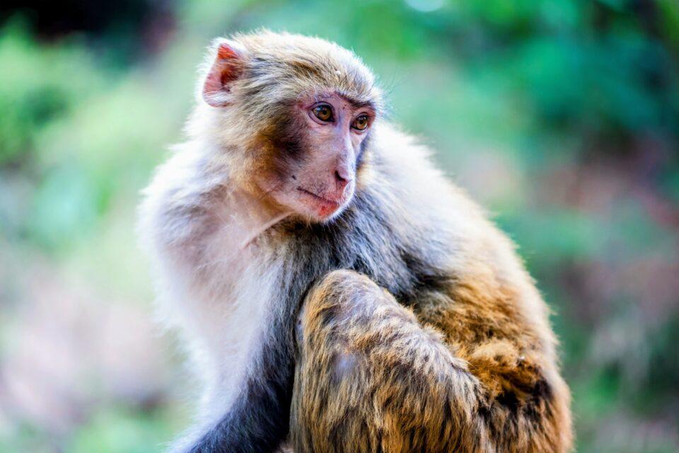 Chinese scientists clone a rhesus monkey for the first time