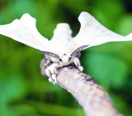 A,Silkmoth,Is,Holding,On,A,Wooden,Stick