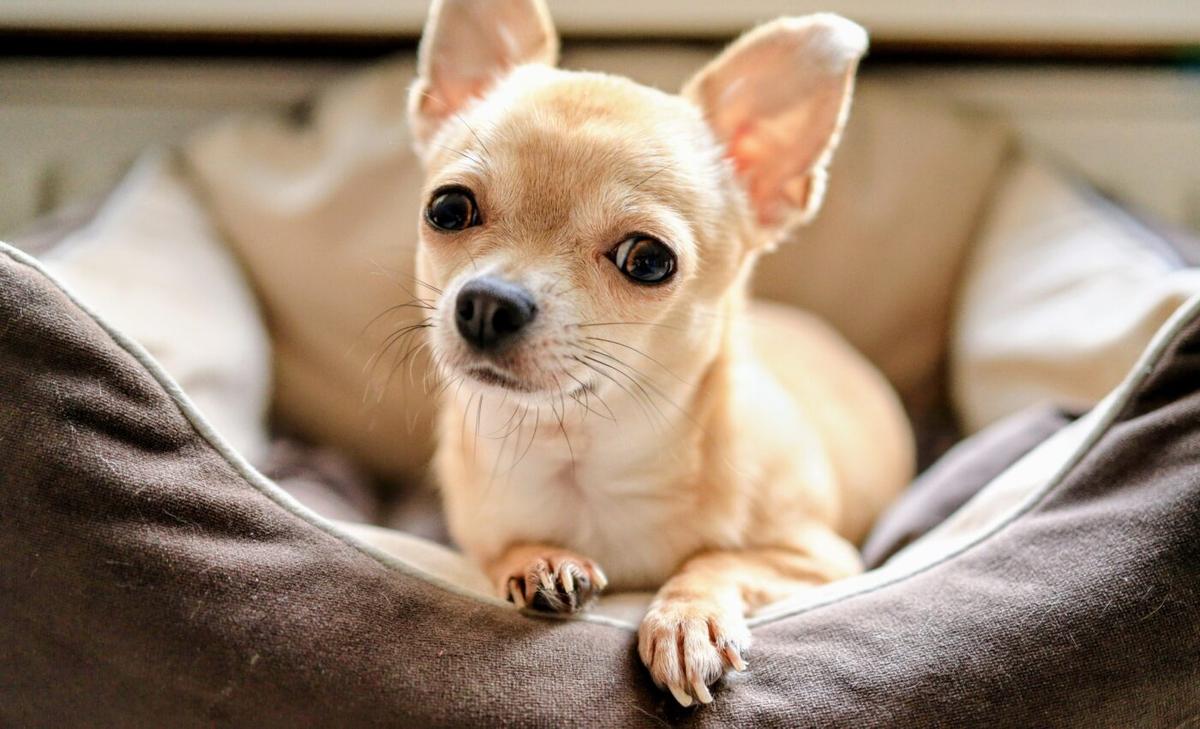Dog size is directly linked to different types of disease