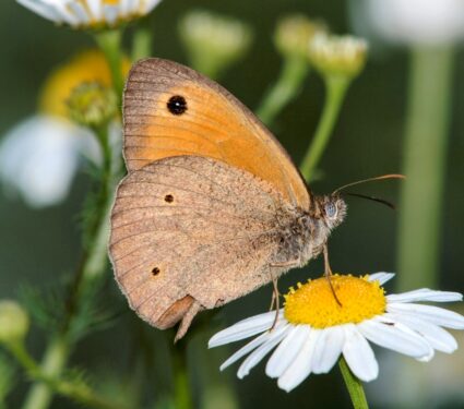 Meadow-brown-butterflies.jpg