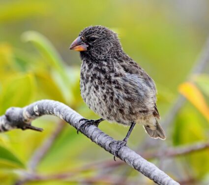 Darwins-finches.jpg
