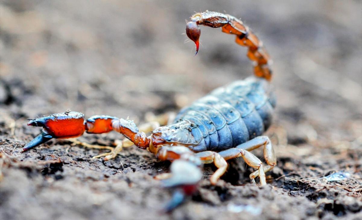 Two new species of burrowing scorpions discovered