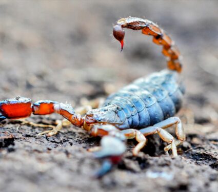 2024/01/Burrowing-scorpions.jpg