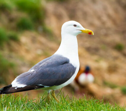 Herring,Gull,Standing,On,Grass,Close,Up