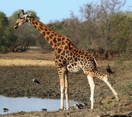 Kordofan-giraffe.jpg