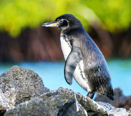 2024/01/Galapagos-penguins_polluted-food-web_1m.jpg