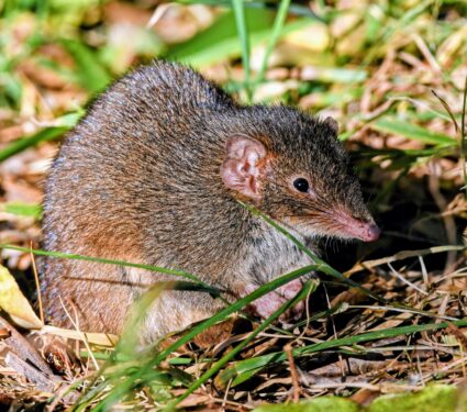 Antechinus.jpg