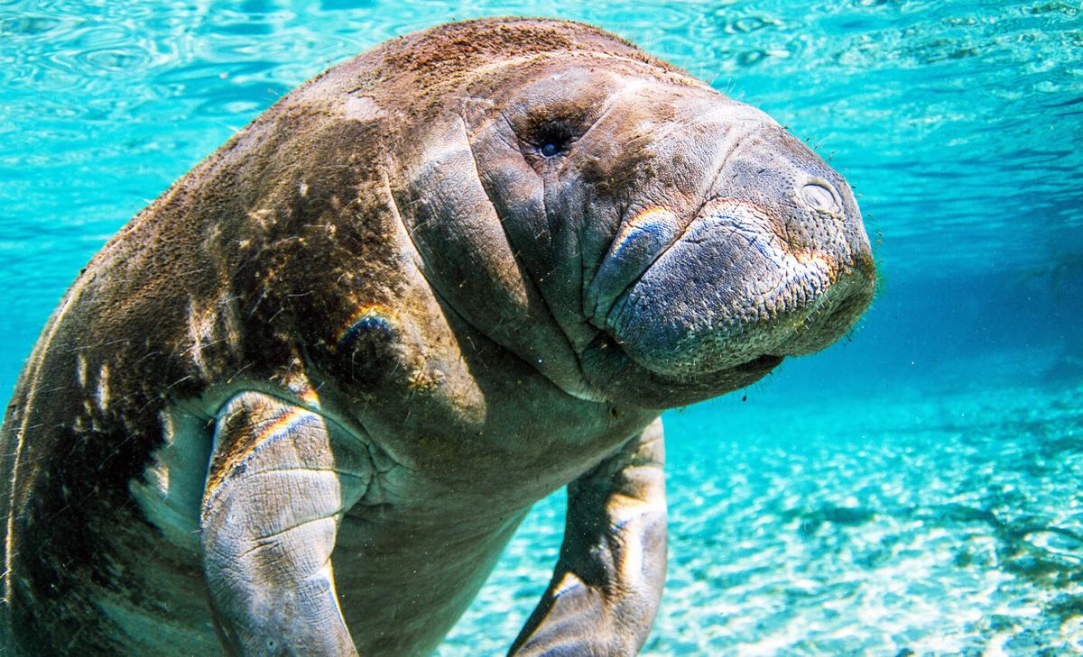AI is now at the forefront of saving endangered manatees, the cows of the sea