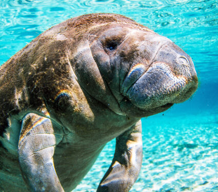 Florida,Manatee,From,The,Springs,In,Florida.