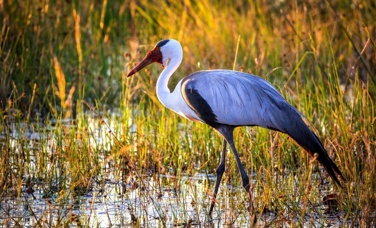 Rising seas release more methane from wetlands than expected