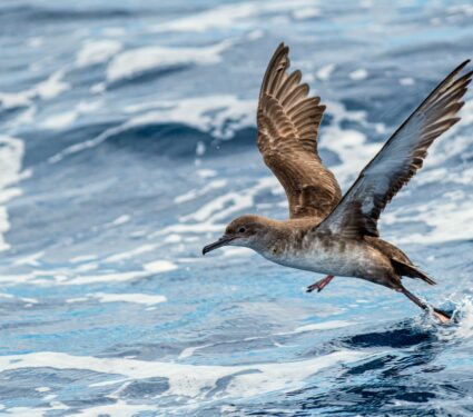 Balearic-shearwaters.jpg