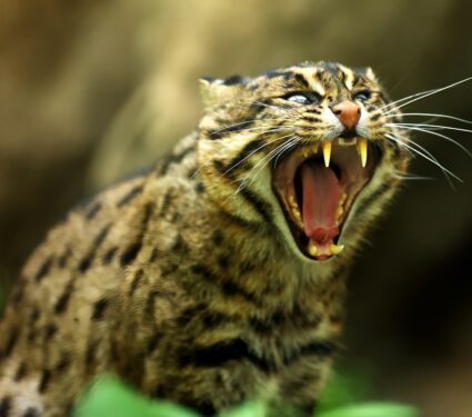 Fishing-cats.jpg