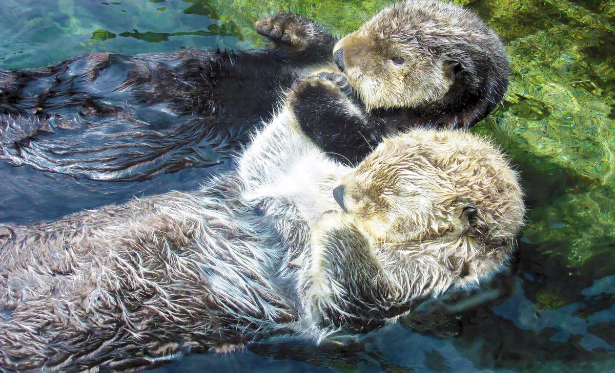 Otters have the ability to restore delicate ecosystems