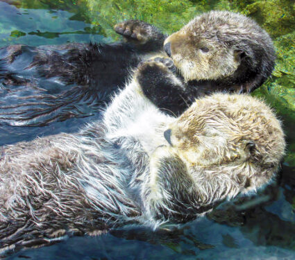 Two,Otters,Floating,Hold,Paws