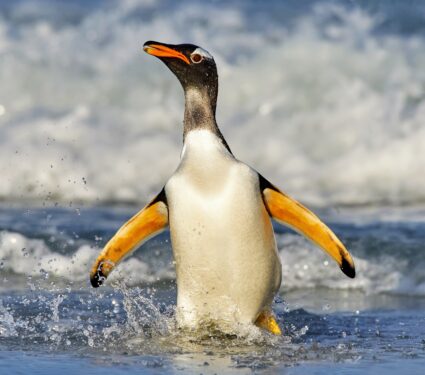 Gentoo-penguins.jpg