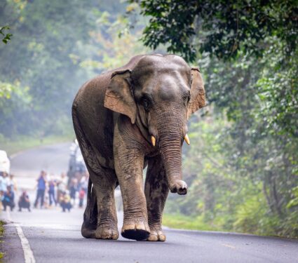 Human-elephant-conflict-.jpg
