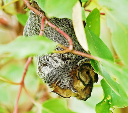 2024/02/hoary-bat_tree_hanging_1m.jpg