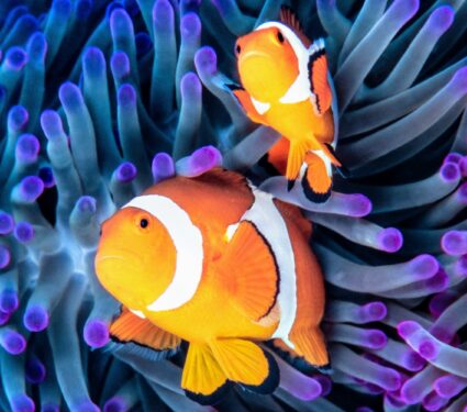 Clownfish-.jpg