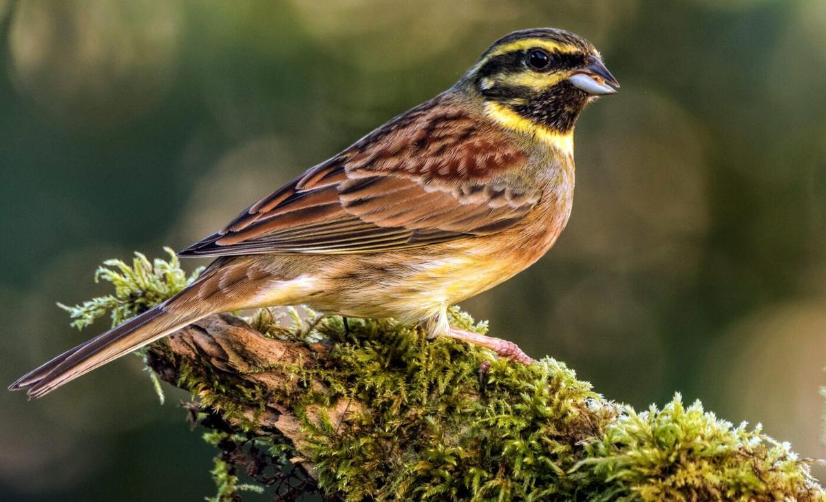 Birds that move to a new place can learn the local songs to fit in and survive