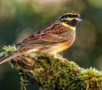 Song-birds.jpg